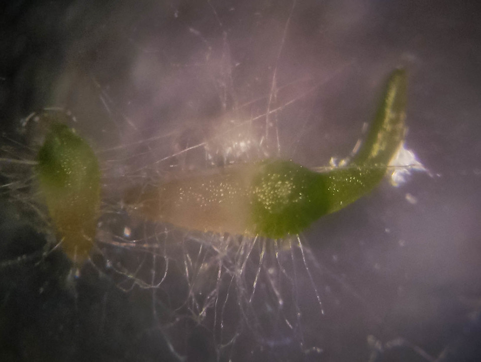 Phylogenetic affinities and in vitro seed germination of the threatened New Zealand orchid Spiranthes novae-zelandiae