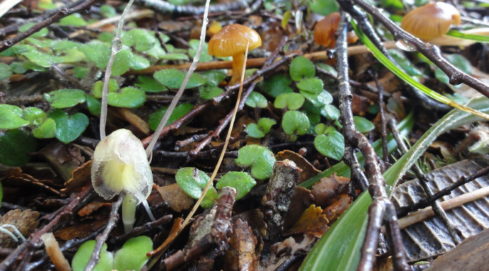 Five new species of Corybas endemic to New Zealand and phylogeny of the Nematoceras clade