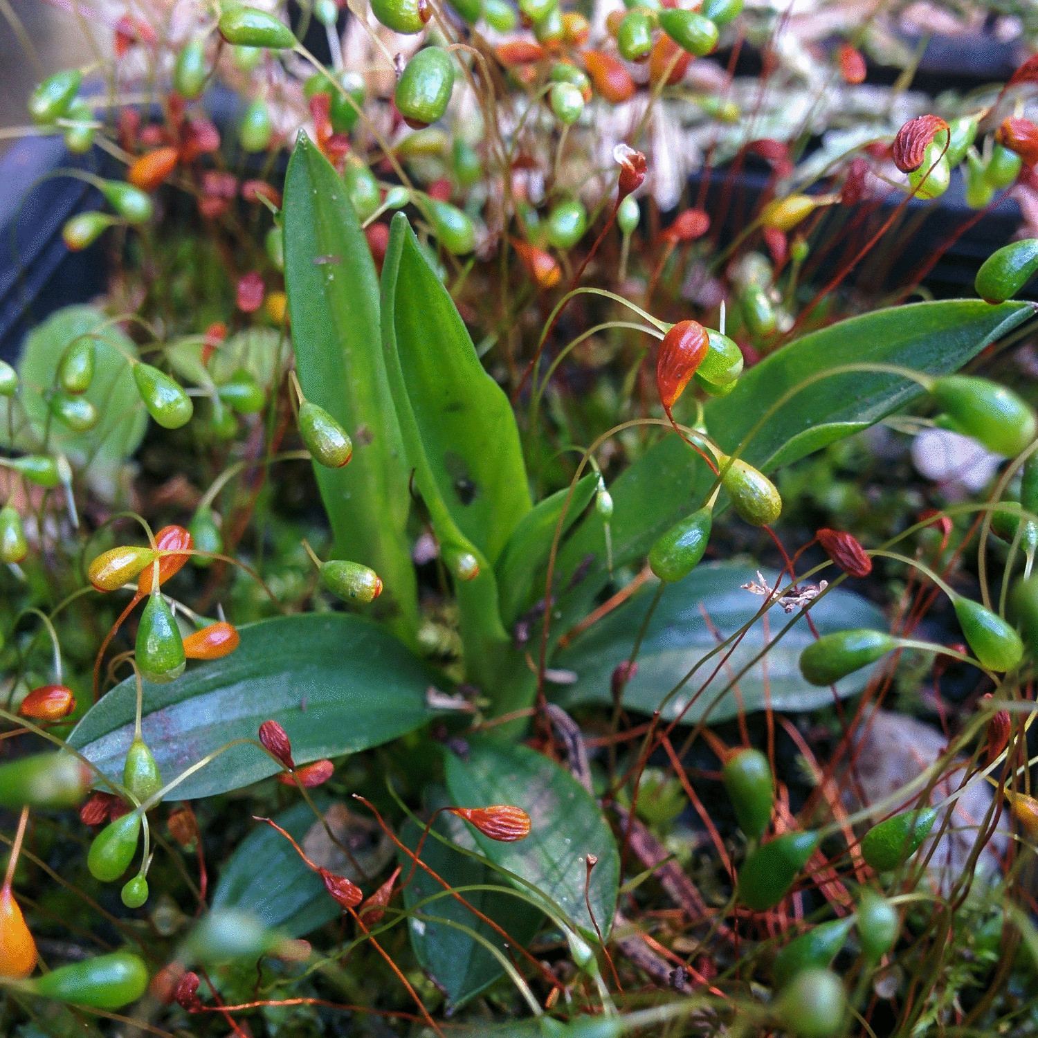 Threatened Spiranthes novae-zelandiae propagation