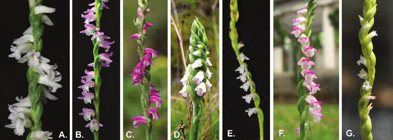 Illuminating the systematics of the Spiranthes sinensis species complex (Orchidaceae): ecological speciation with little morphological differentiation