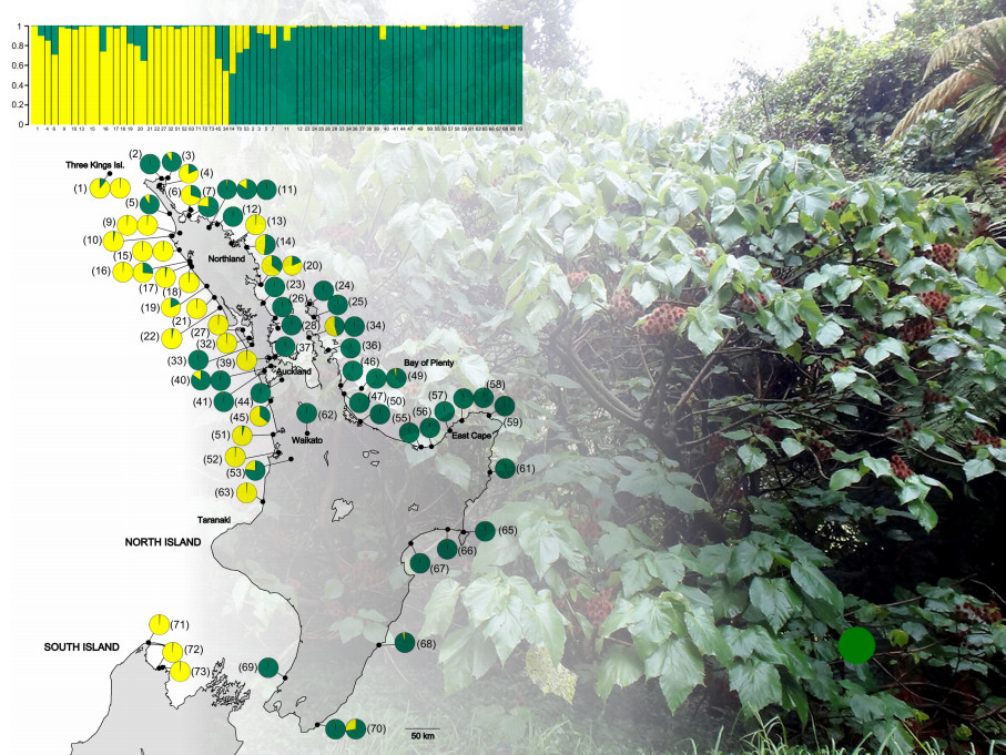 Phylogeography of the endemic New Zealand tree Entelea arborescens (whau; Malvaceae)