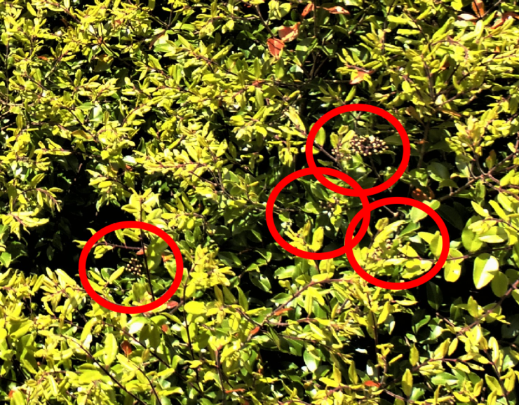 Drone shows flowering on endangered tree