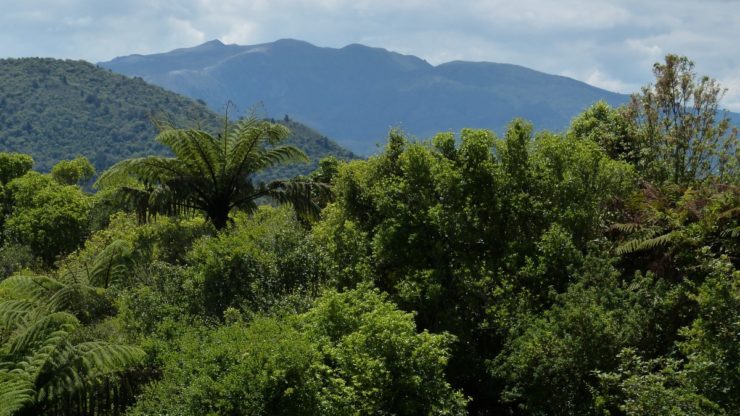 Grant scheme to support indigenous habitats on private land kicks off